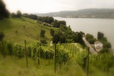Jochental Steckborn - Sicht auf den Rebberg