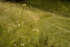 Jochental Steckborn - Saftiges Grün