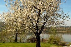 Jochental Steckborn - Kirschblüten