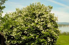 Jochental Steckborn im grünem Paradies